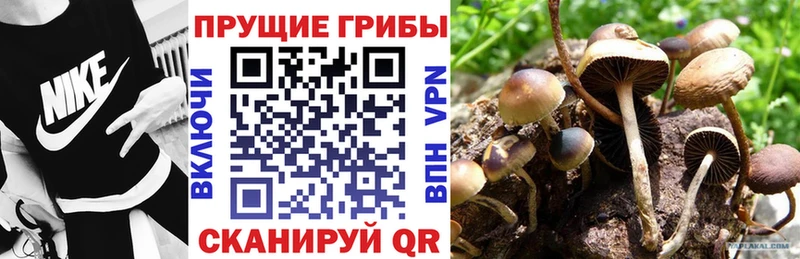 Псилоцибиновые грибы мицелий  Пугачёв 